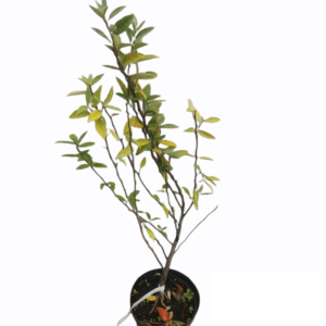 Skærmsølvblad Elaeagnus umbellata