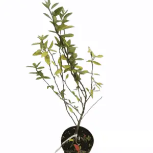 Skærmsølvblad Elaeagnus umbellata