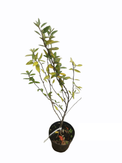 Skærmsølvblad Elaeagnus umbellata