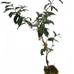 Skærmsølvblad 'Fortunella' Elaeagnus umbellata Sweet & sour