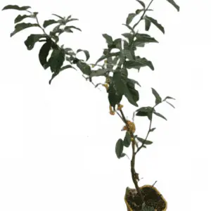 Skærmsølvblad 'Fortunella' Elaeagnus umbellata Sweet & sour