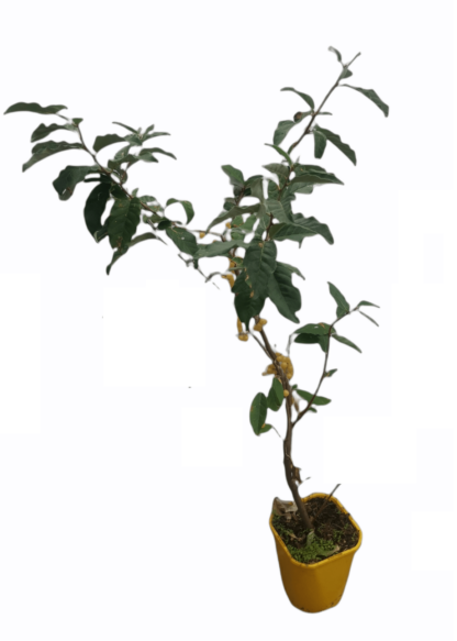 Skærmsølvblad 'Fortunella' Elaeagnus umbellata Sweet & sour