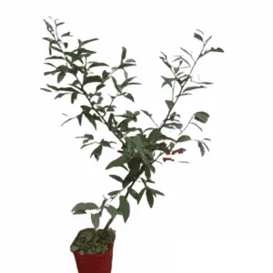 Skærmsølvblad Amoroso Elaeagnus umbellata