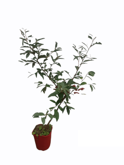 Skærmsølvblad Amoroso Elaeagnus umbellata