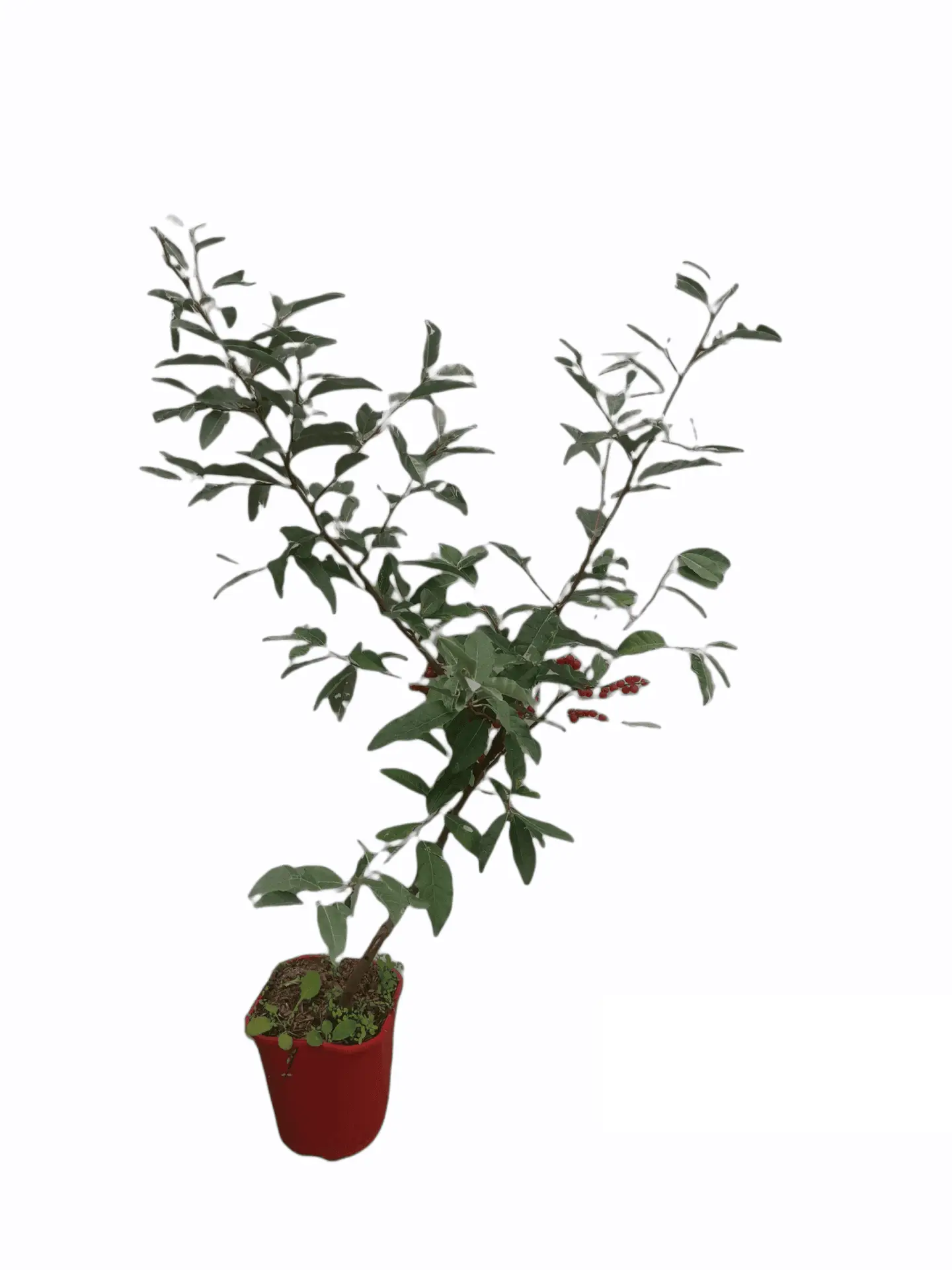 Skærmsølvblad Amoroso Elaeagnus umbellata