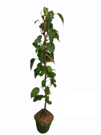 Stikkelsbærkiwi/minikiwi Issai (Actinidia arguta) Selvbestøvende