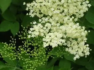 elderflower