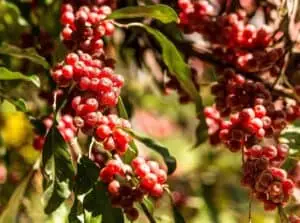 Skærmsølvblad Elaeagnus multiflora Goumi