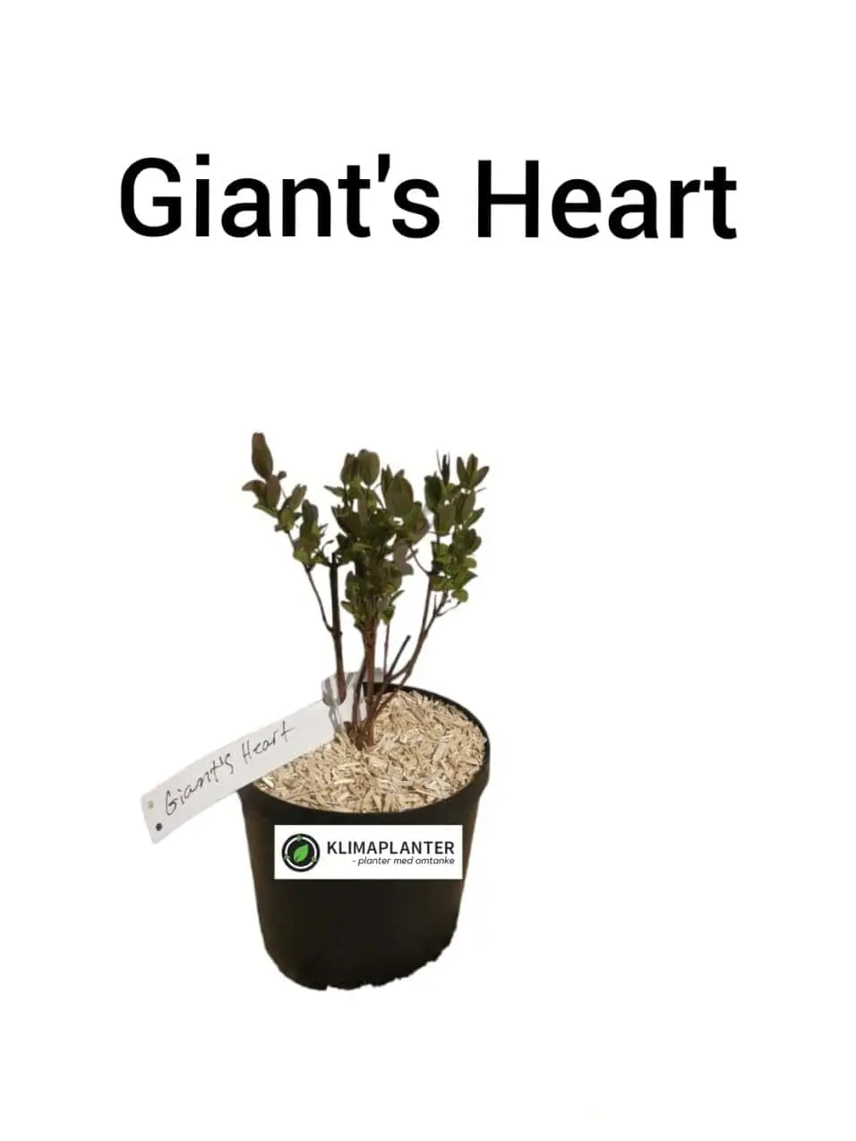 Honningbær 'Giant's heart'