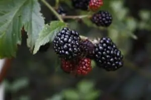 Thornless Evergreen brombær Øko