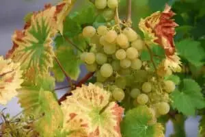 Solaris grøn vindrue