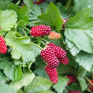 Loganbær (Rubus × loganobaccus)