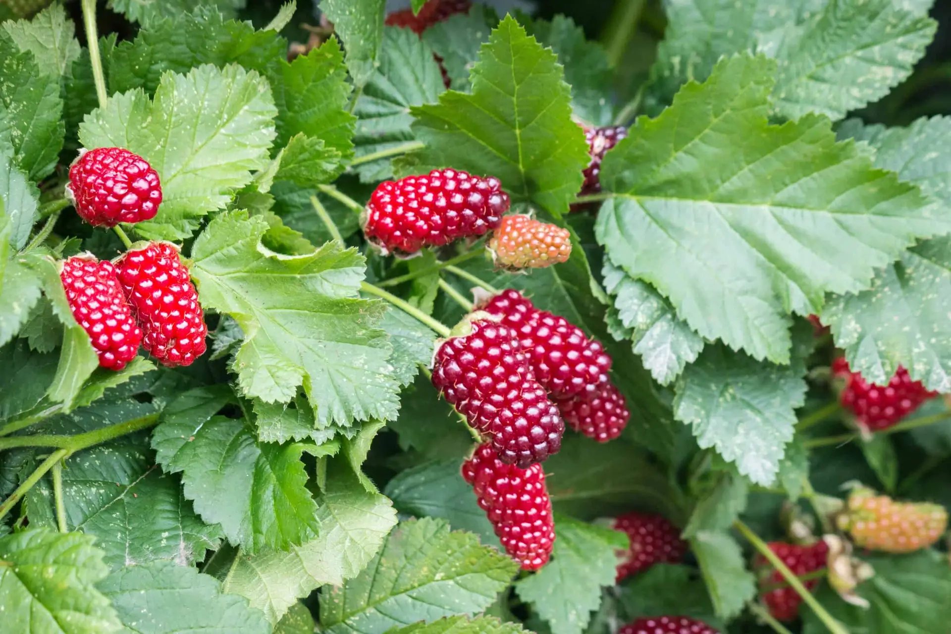 closeup of organic loganberries ripening on loganberry bush Loganbær (Rubus × loganobaccus)