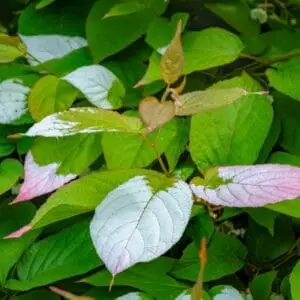 Farverige blade af Actinidia kolomikta, almindeligvis kendt som kamæleonbusk eller brogetbladet stikkelsbærkiwi.