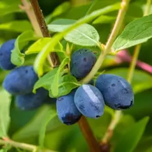 honningbær majbær haskap Giant's heart