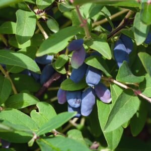 Honningbær majbær haskap blue treasure