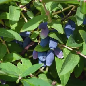 Honningbær majbær haskap blue treasure