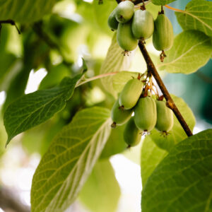 Actinidia arguta Stikkelsbærkiwi Rogòw