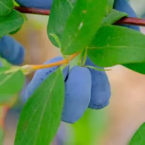 Honningbær majbær haskap Strawberry sensation