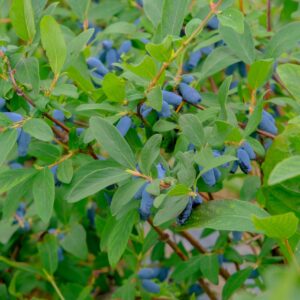 Honningbær, majbær, haskap Boreal Beauty