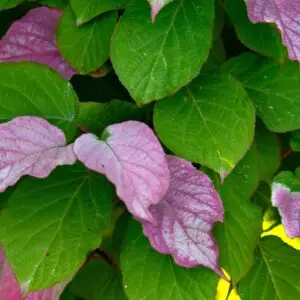 Actinidia kolomikta (Kamæleonbusk) rød-grønne blade med regndråber, nærbillede. Arktisk kiwi med farverige blade.