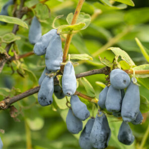 Honningbær majbær haskap boreal beast