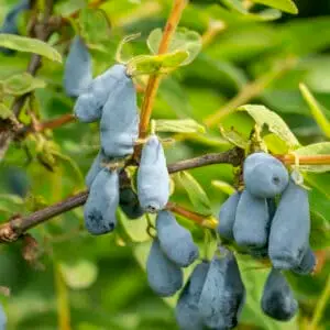 Honningbær majbær haskap boreal beast