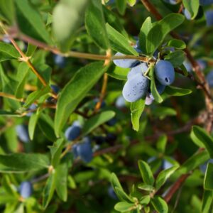 aurora honningbær majbær haskap