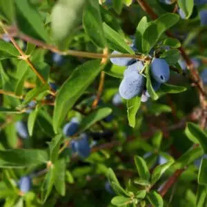 aurora honningbær majbær haskap