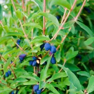 Honningbær, majbær Haskap Boreal blizzard