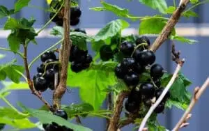 black currants