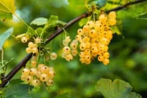 currant