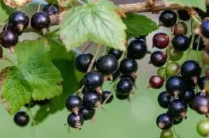 currant