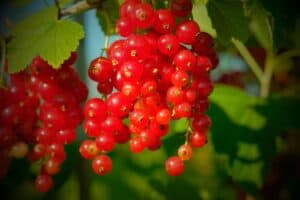 currants-2412976_1920