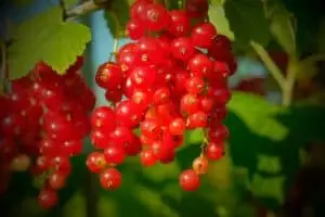 currant
