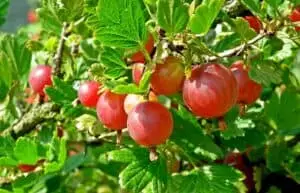 gooseberry