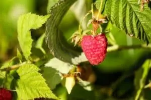 raspberry