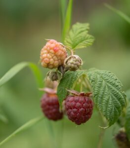 raspberry-2189341_1920