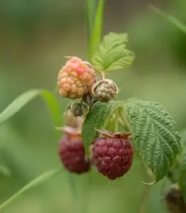 raspberry