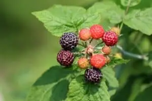 Lilla Hindbær 'Black jewel'