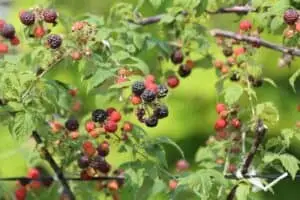 Lilla Hindbær 'Black jewel'