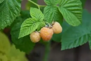 raspberry