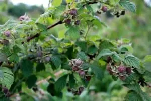 raspberry