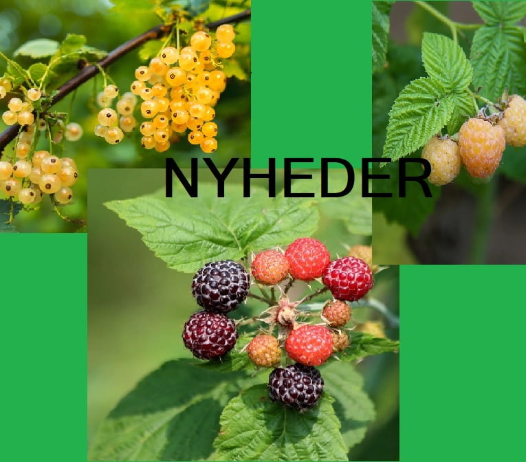Nyheder