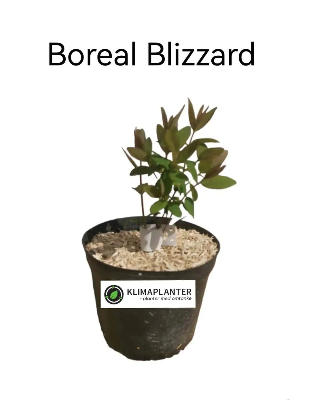 Honningbær 'Boreal Blizzard'