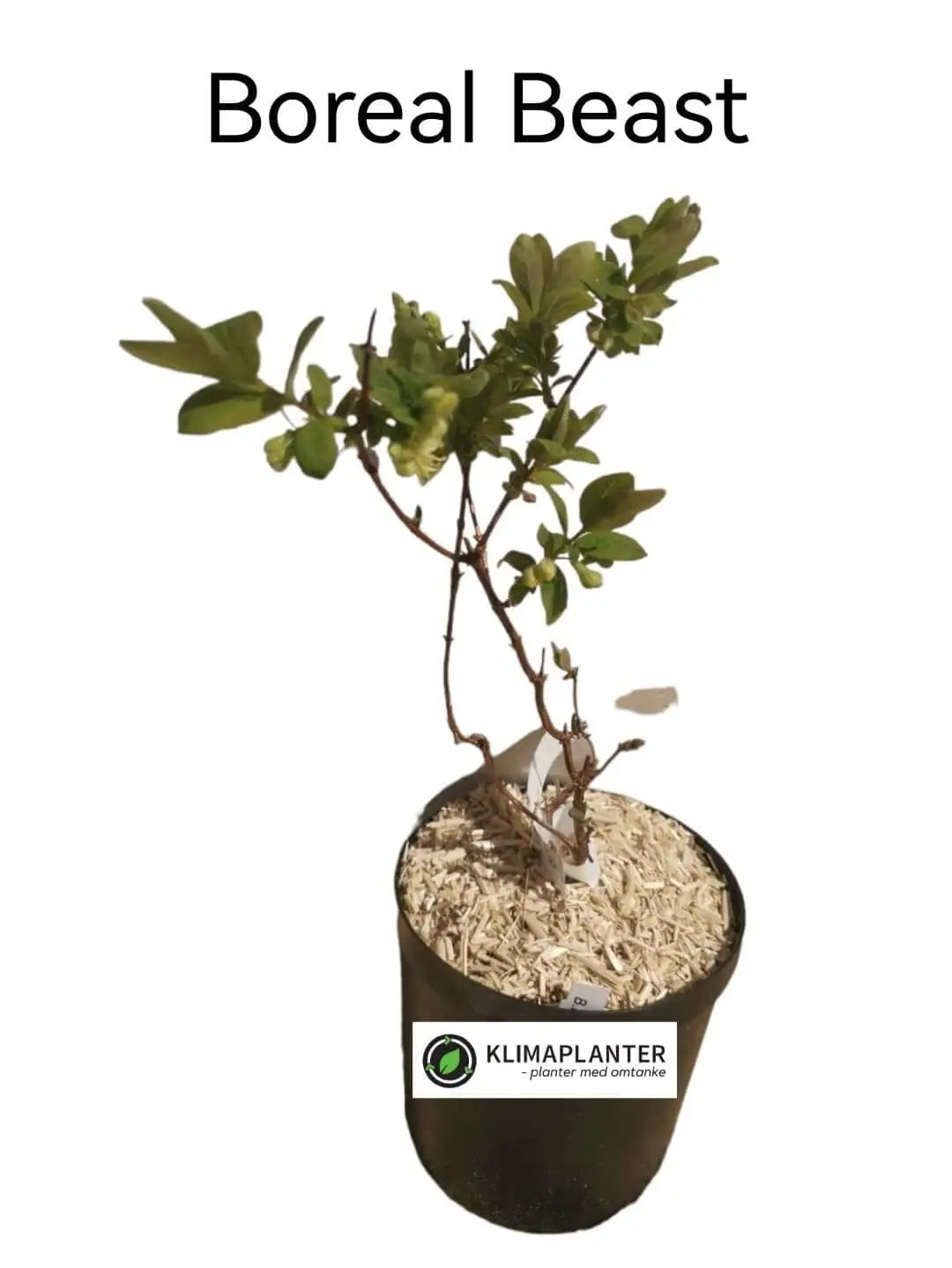 Honningbær 'Boreal Beast' Udsolgt