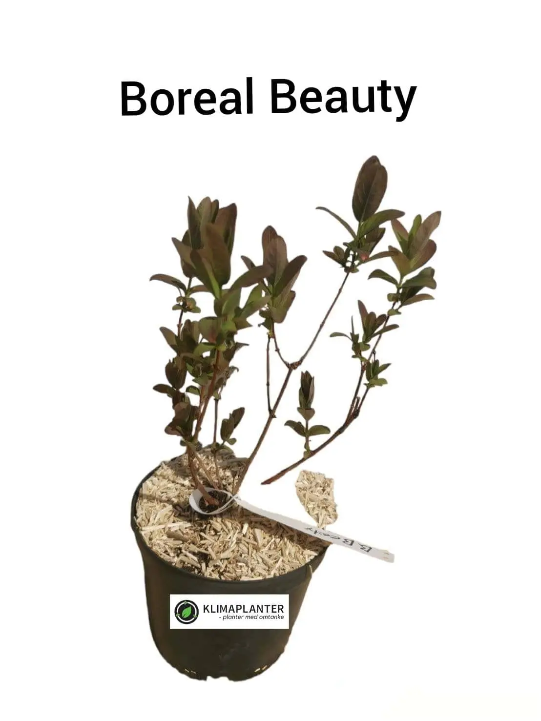 Honningbær 'Boreal Beauty'