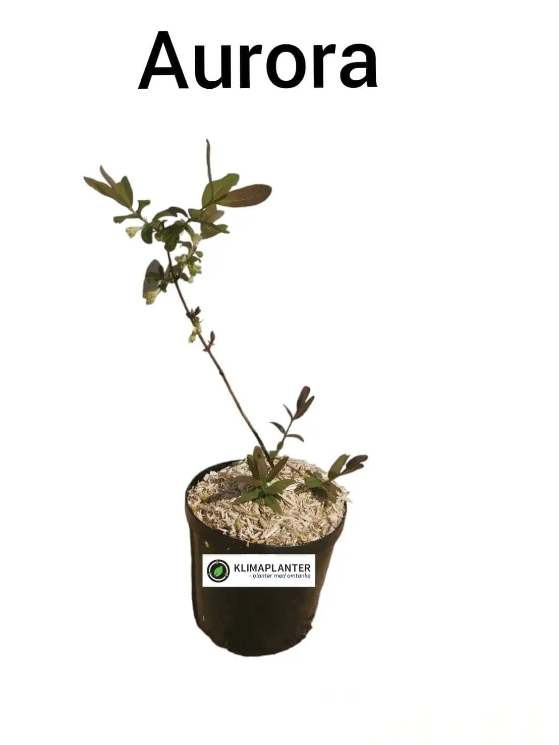 Honningbær 'Aurora'