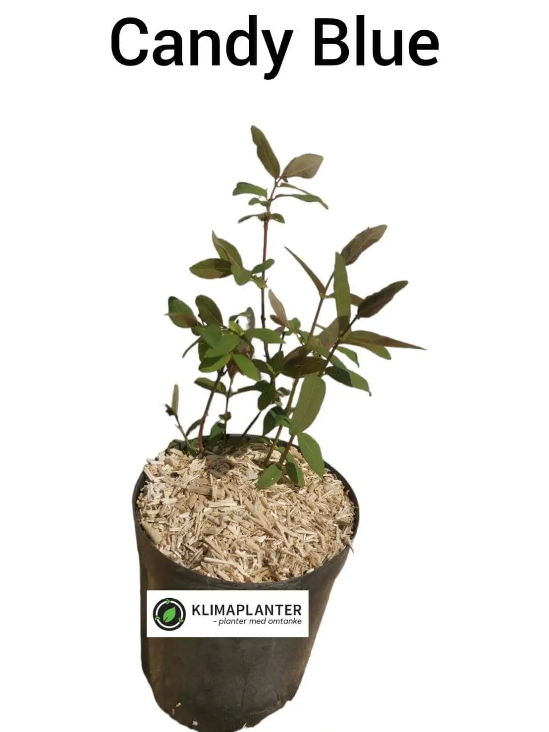 Honningbær 'Candy Blue'