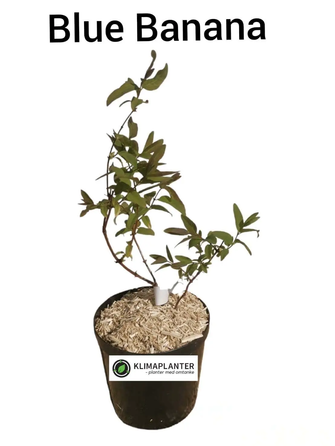 Honningbær 'Blue Banana'